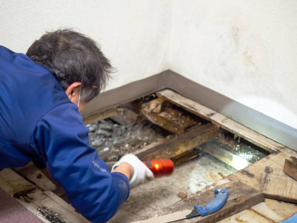 Best Crawl Space Mold Removal  in Ironton, MO