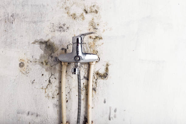 Best Mold Remediation  in Ironton, MO