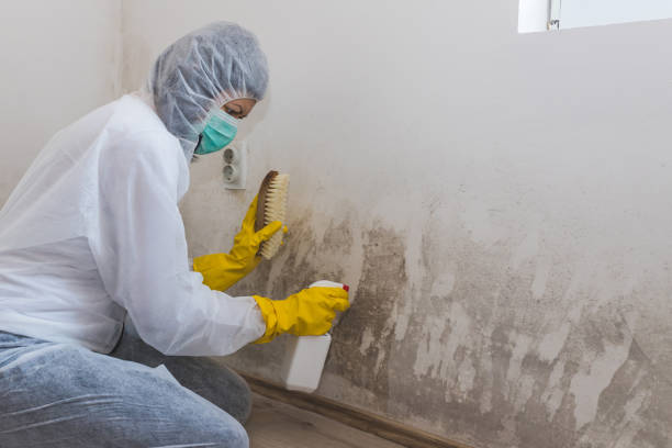 Best Attic Mold Removal  in Ironton, MO