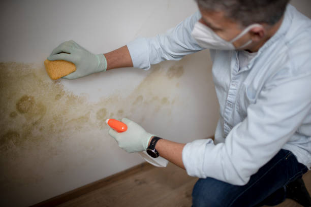 Best Certified Mold Removal  in Ironton, MO