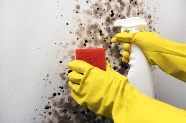 Office Mold Removal Services in Ironton, MO