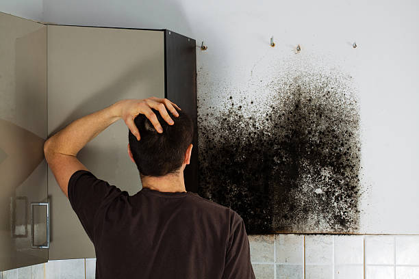 Best Office Mold Removal Services  in Ironton, MO